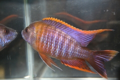 ultraaqua2010 (1)