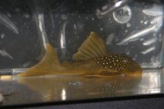 ultraaqua2010 (36)