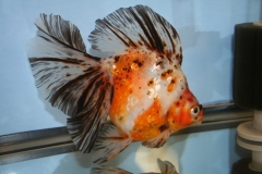 ultraaqua2010 (46)