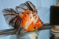 ultraaqua2010 (47)