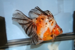 ultraaqua2010 (49)