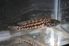 ultraaqua2010 (52)