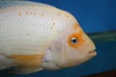 ultraaqua2010 (6)