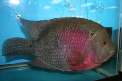 ultraaqua2010 (8)