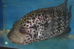 ultraaqua2010 (9)