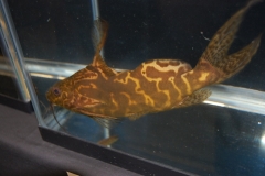 ultraaqua2012 (46)