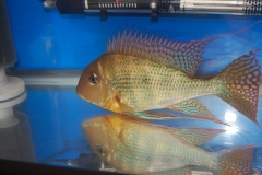 ultraaqua2012 (47)