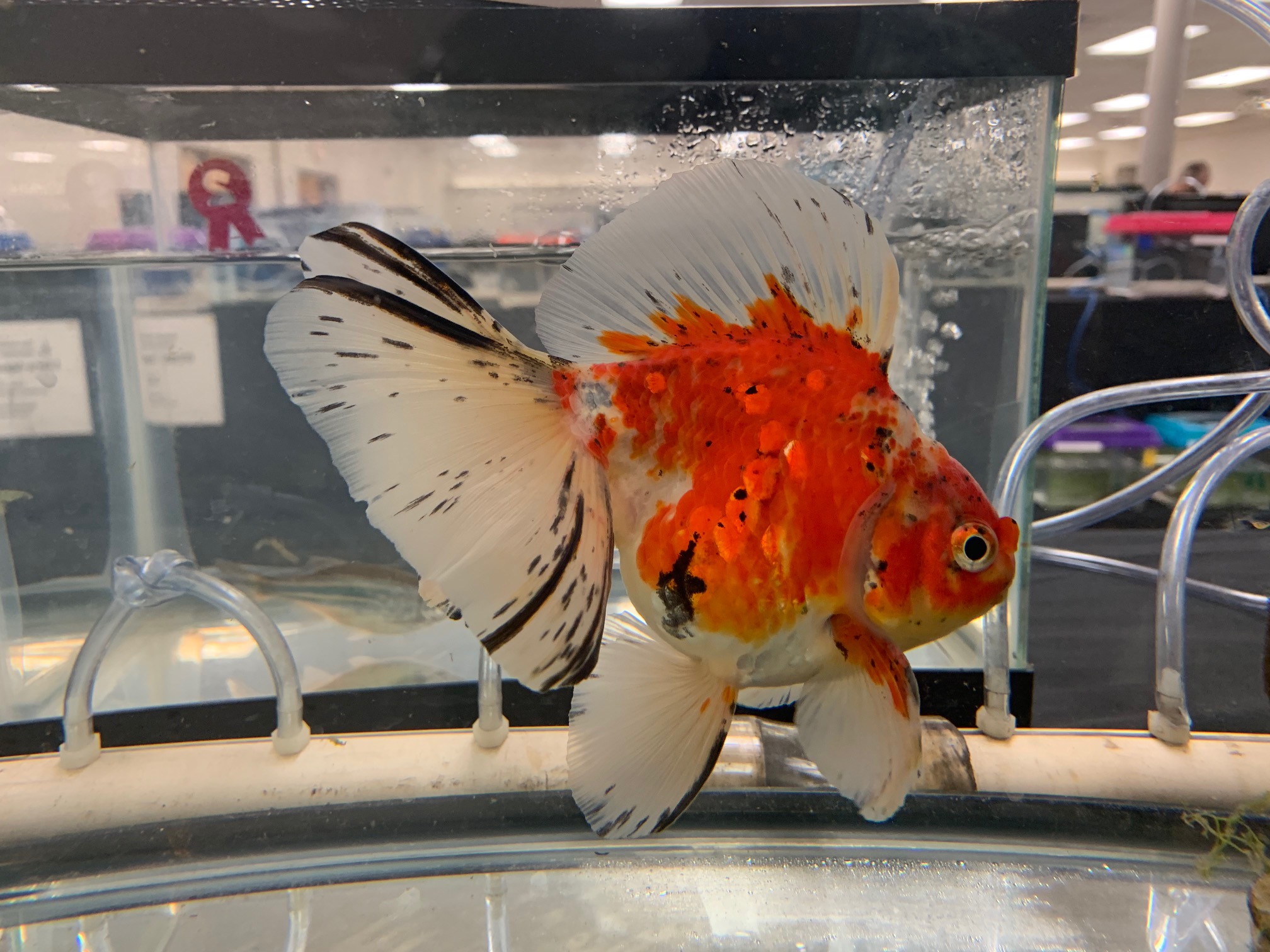 UltraAqua 2024 Greater Akron Aquarium Society