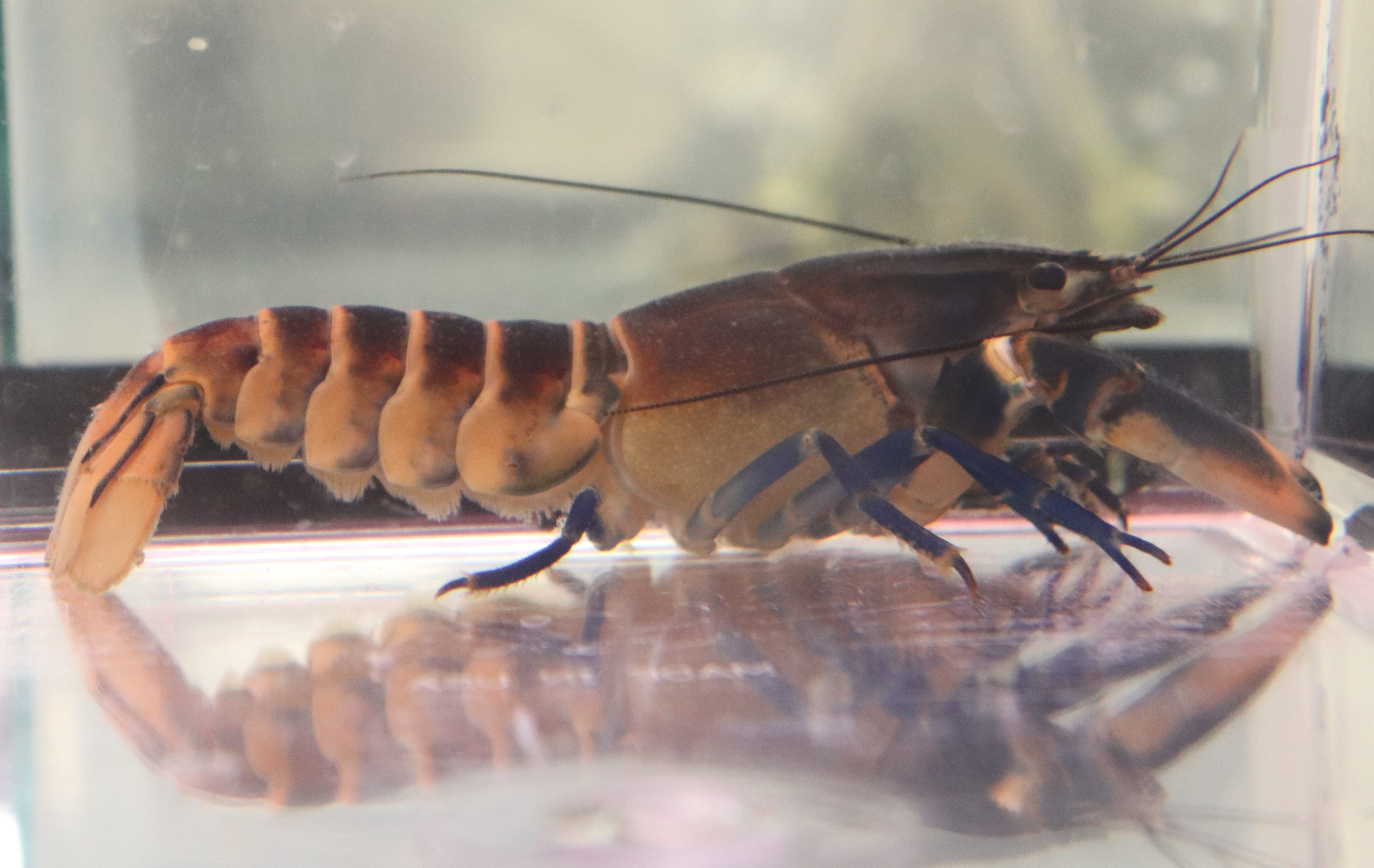 2021 Gallery Greater Akron Aquarium Society