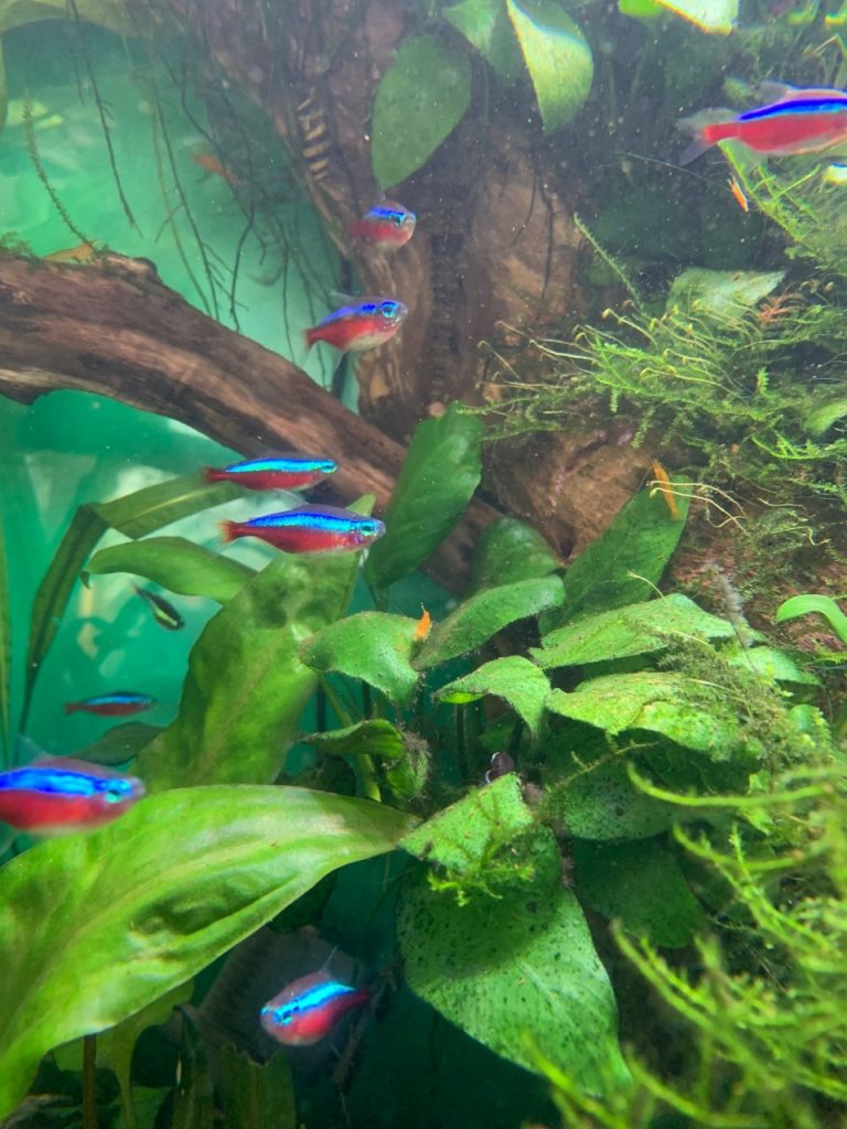 Greater Akron Aquarium Society Aquarium Hobbyists of Greater Akron Ohio